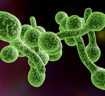 נטורופתיה: טיפול בקנדידה מערכתית-תמונה